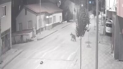 Sivas’ta bir ilçeyi ayılar mesken tuttu. Cadde ve sokaklara kadar