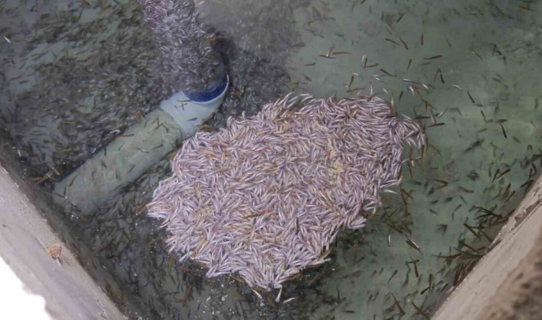 Erzurum’da bir alabalık tesisinde binlerce yavru balık telef oldu. Tesis