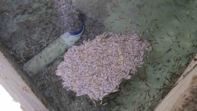 Erzurum’da bir alabalık tesisinde binlerce yavru balık telef oldu. Tesis