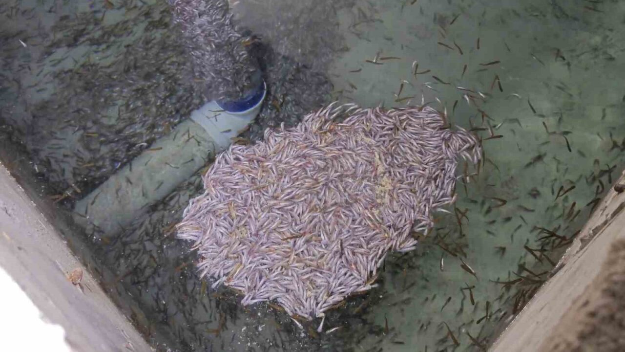 Erzurum’da bir alabalık tesisinde binlerce yavru balık telef oldu. Tesis