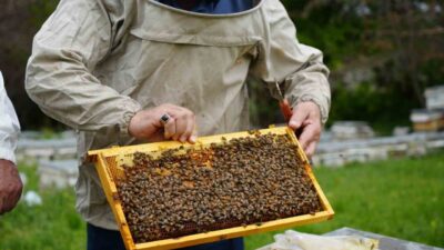Erzincan’da ilkbahar soğukları çiçekleri vurdu, arılar aç kaldı. Bal verimi