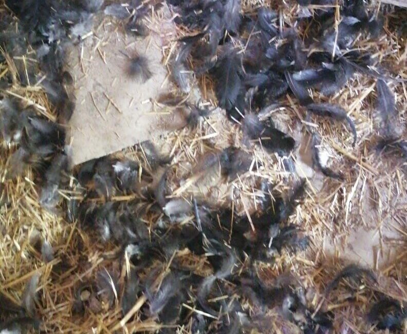 Kastamonu’nun İnebolu ilçesinde başıboş köpekler, girdikleri kümeste bulunan 22 tavuğu