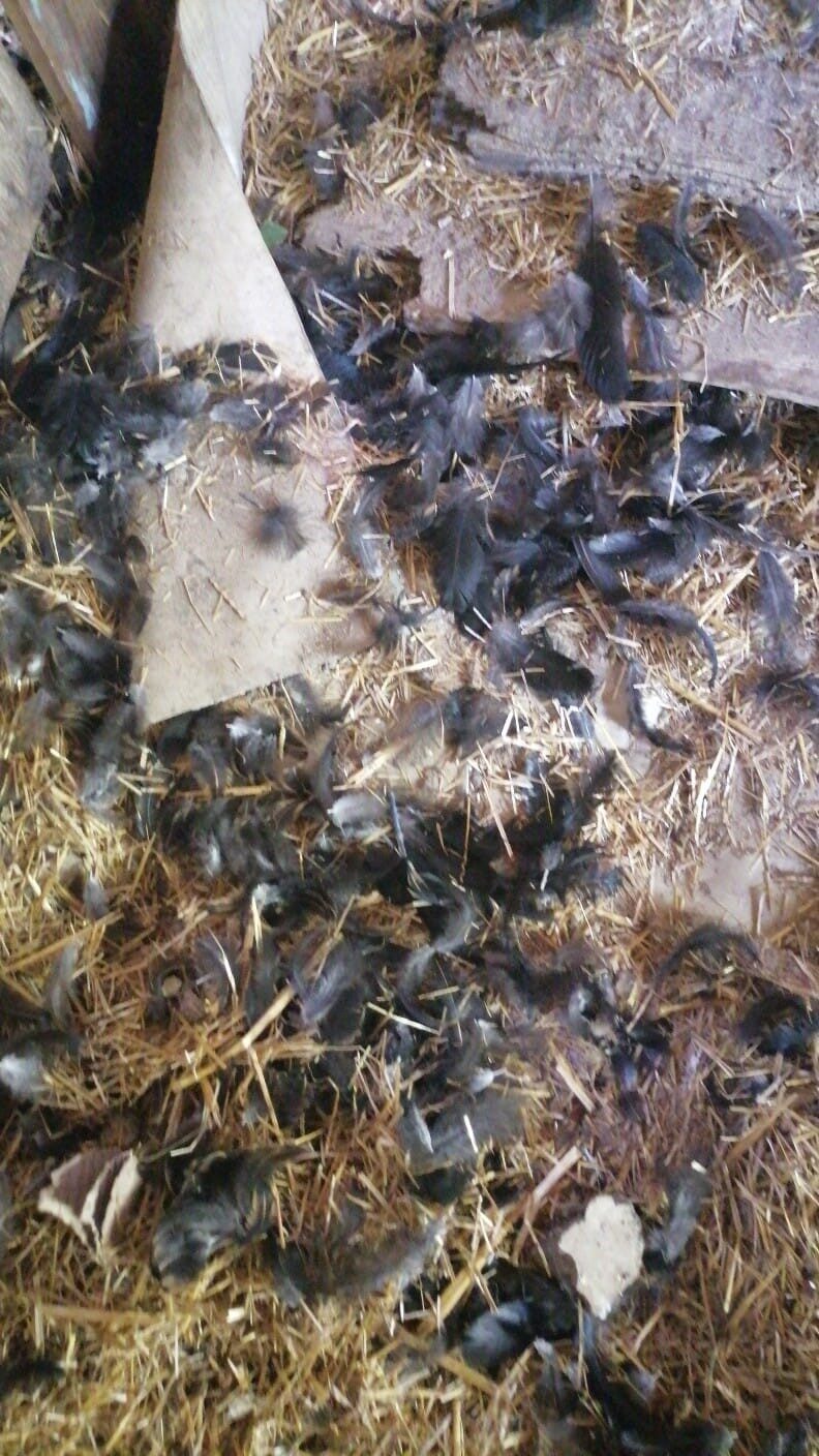 Kastamonu’nun İnebolu ilçesinde başıboş köpekler, girdikleri kümeste bulunan 22 tavuğu