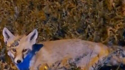 Bayburt’ta yiyecek arayan bir tilkinin karnını doyurmak isteyen Ahmet Güler