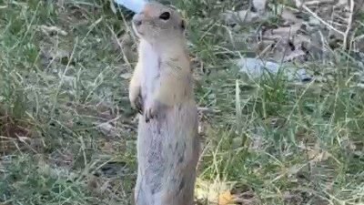 Bayburt’un Demirözü ilçesinde daha önce bisküvi yerken kameralara yansıyan Anadolu