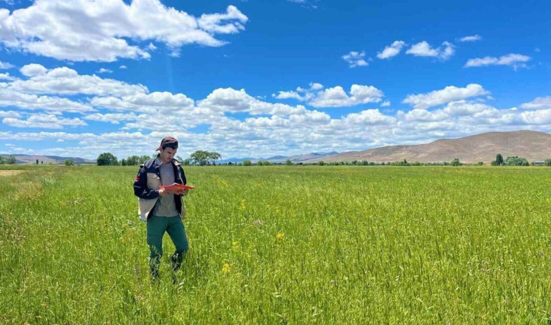Yem bitkileri ekim alanlarının tespit edilmesi amacıyla Bayburt İl Tarım