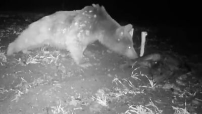 Erzincan’da domuz leşiyle karnını doyuran boz ayı fotokapanla görüntülendi. Çayırlı