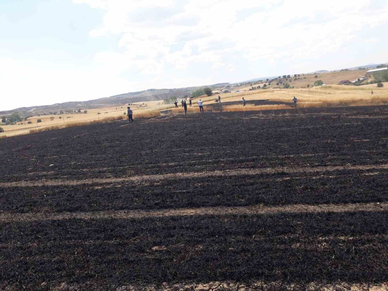 Kastamonu’nun Devrekani ilçesinde çıkan yangında 15 dönümlük buğday ekili tarlalar