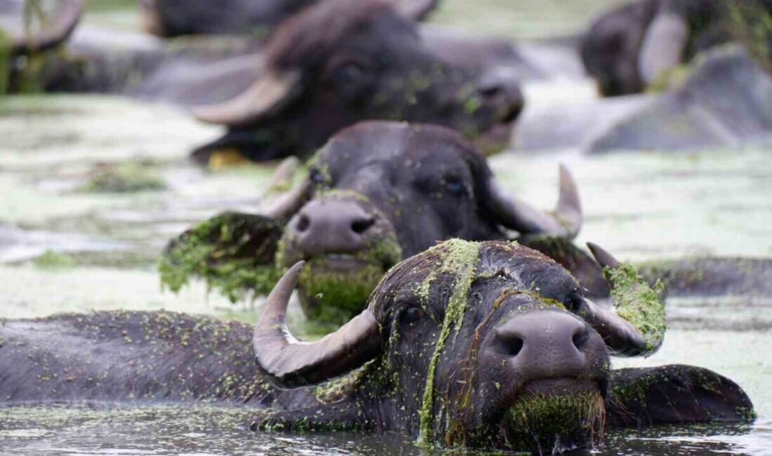 Erzurum’un Aziziye ilçesi Söğütlü köyündeki mandaların dere içindeki banyo keyfi