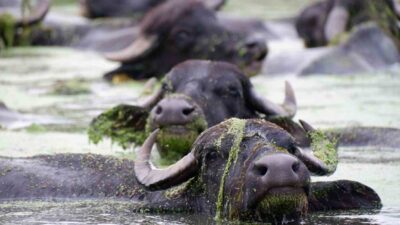 Erzurum’un Aziziye ilçesi Söğütlü köyündeki mandaların dere içindeki banyo keyfi