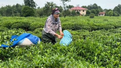 ÇAYKUR 2. sürgünün 7. gününde çay üreticilerinin acele etmemeleri gerektiğini,