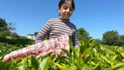 2. Sürgün hasadın devam ettiği çay için yoğunluk olmamasına rağmen