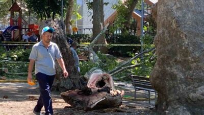 Kocaeli’nin Gölcük ilçesinde çınar ağacından kopan dalın üzerlerine düşmesi sonucu