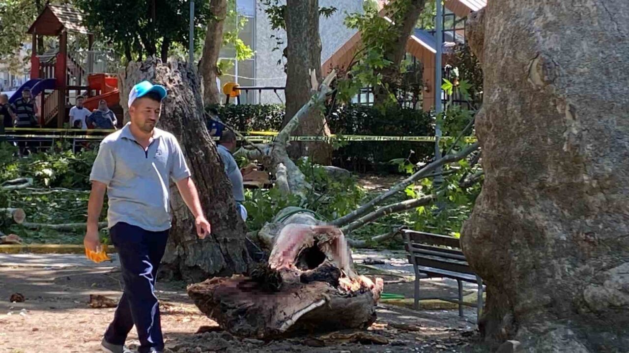 Kocaeli’nin Gölcük ilçesinde çınar ağacından kopan dalın üzerlerine düşmesi sonucu