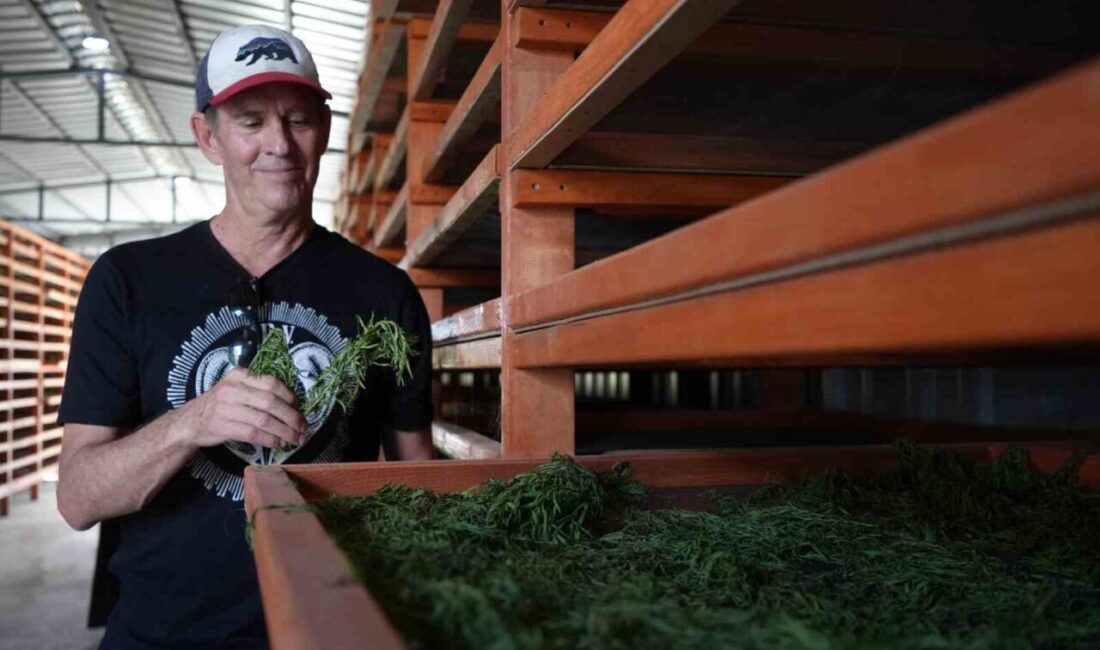 Bayburt’un coğrafi işaretli tıbbi aromatik bitkisi tarhun, Amerika’dan alıcı buldu.