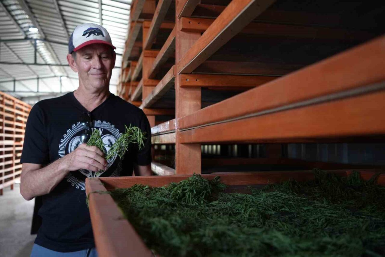 Bayburt’un coğrafi işaretli tıbbi aromatik bitkisi tarhun, Amerika’dan alıcı buldu.