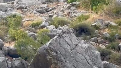 Erzincan’ın Kemaliye ilçesinde bulunan Karanlık Kanyon’un kayalıklarında, nesli tükenme tehlikesi