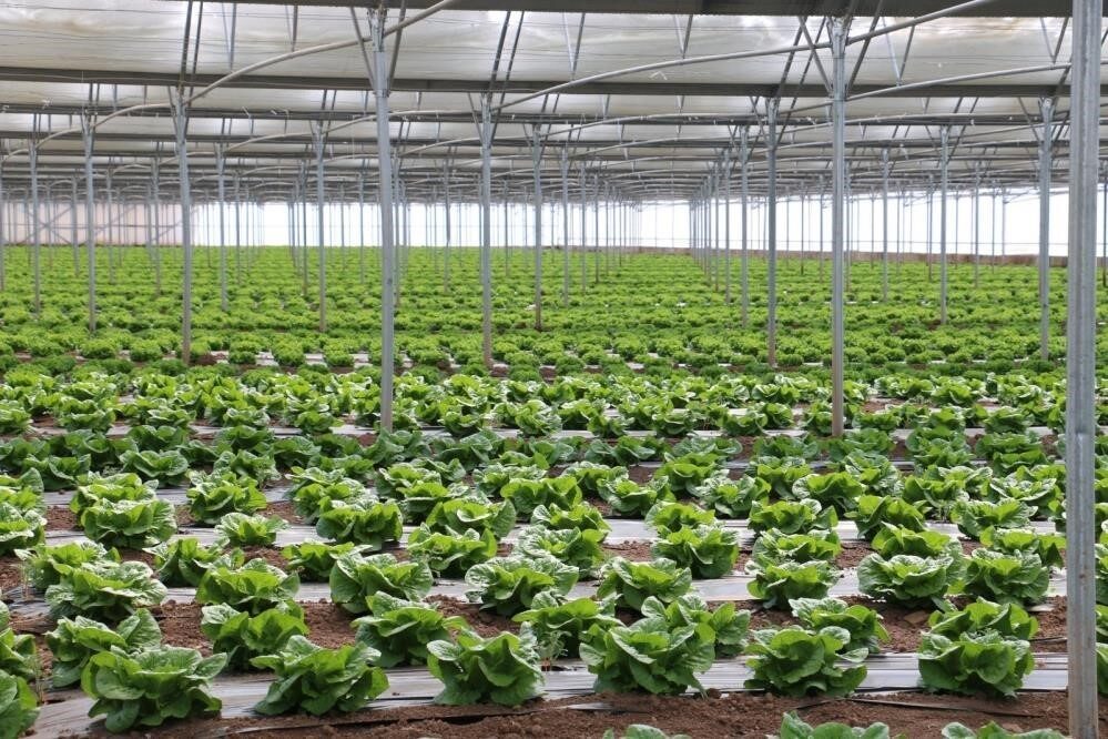 Erzincan’da yıl boyu tarımsal üretimi artırmak ve bölge ekonomisine katkı