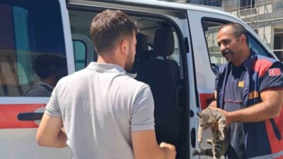 Erzincan’da park halindeki bir aracın motor kısmına sıkışan kedi, itfaiye