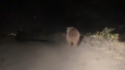 Erzincan’ın merkez ilçesine bağlı Tatlısu köyüne giden vatandaşlar, yola inen