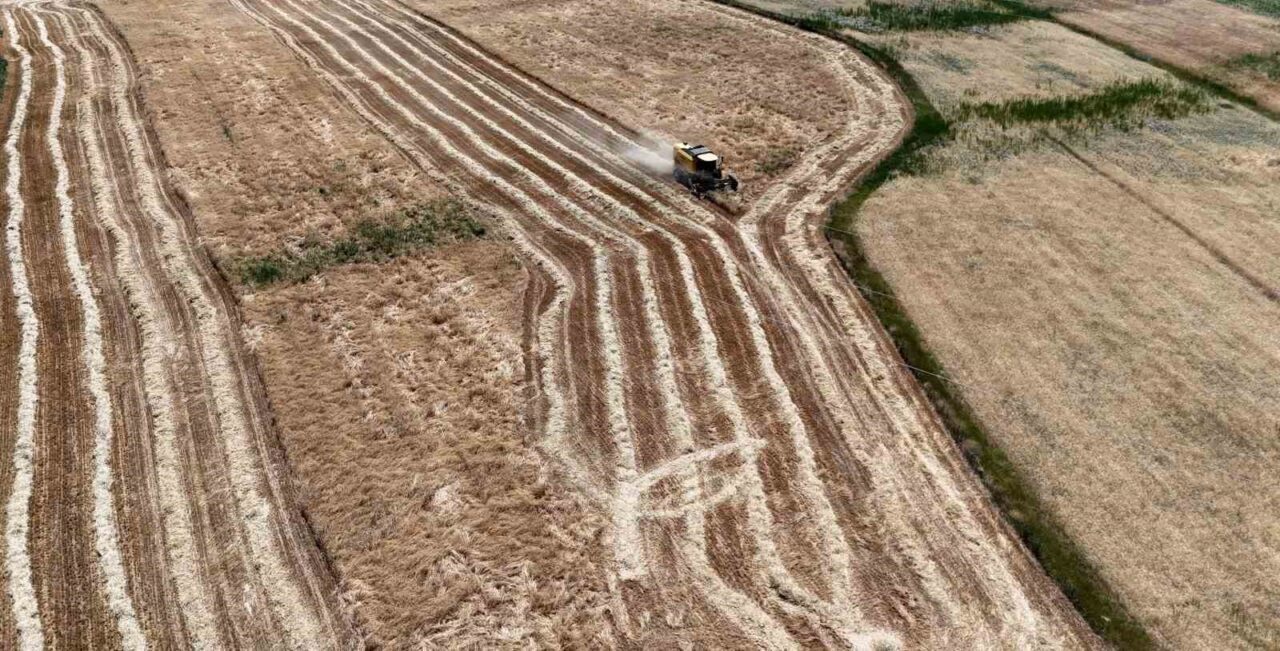 Erzincan’da buğday ve arpa hasadı başladı. Tarlalara giren biçerdöverler, rekor