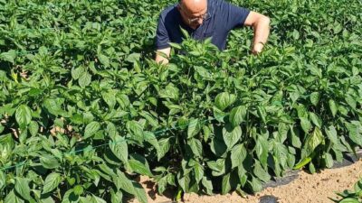 Erzincan’da Tarım Arazilerinin Kullanımının Etkinleştirilmesi (TAKE) Projesi kapsamında çiftçilere dağıtılan