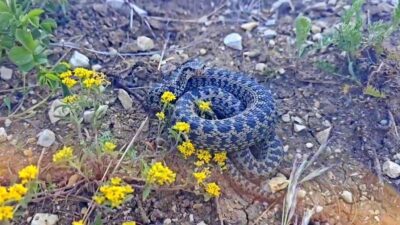 Erzincan’ın Çayırlı ilçesinde koca engerek yılanı görüntülendi. Erzincan’da sıcak havanın