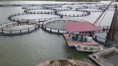 Erzincan’ın Tercan ilçesinde bulunan Tercan Baraj Gölü’nde kültür balıkçılığı gelişmeye