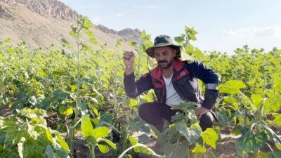 Erzincan’ın Çayırlı ilçesinde ayılar ayçiçeği tarlalarını talan etti, mahsulde kayıp