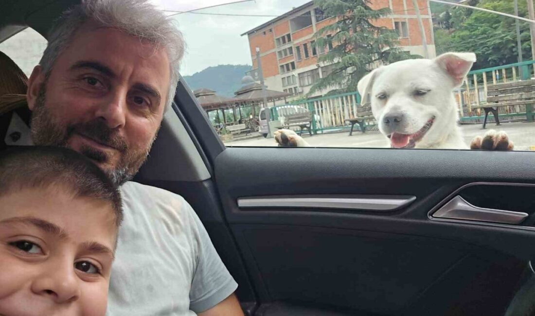 Trabzon’da pitbull cinsi olduğu sanılan bir sokak köpeği, her gün