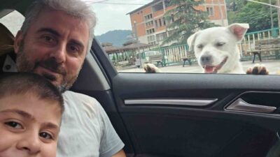 Trabzon’da pitbull cinsi olduğu sanılan bir sokak köpeği, her gün