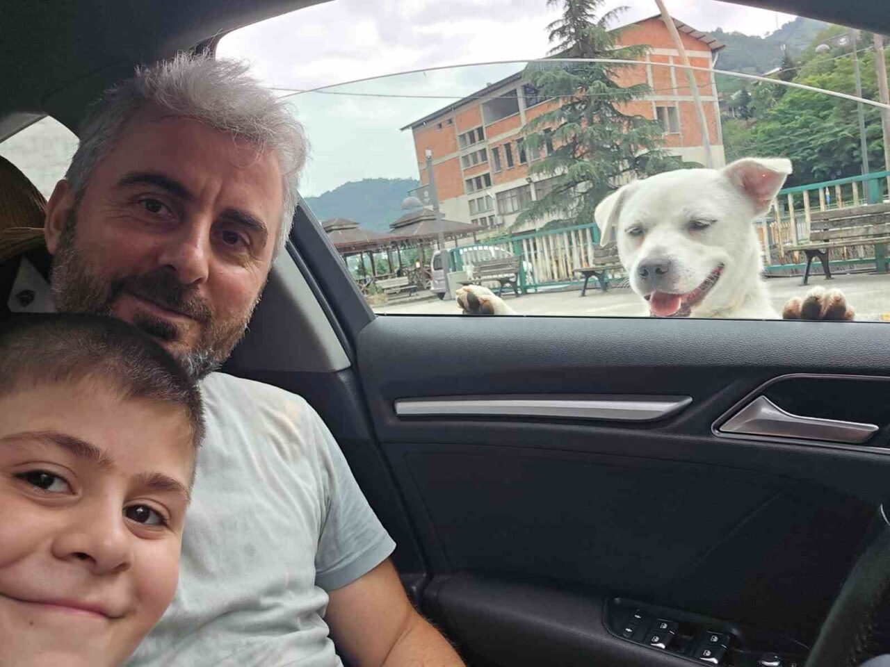 Trabzon’da pitbull cinsi olduğu sanılan bir sokak köpeği, her gün