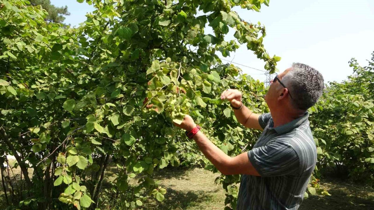 Fındıkta hasat tarihinin yaklaşmasıyla birlikte uzmanlardan erken hasat uyarısı geldi.