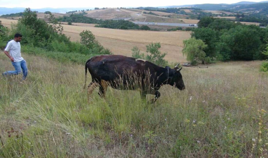 Kocaeli’nin Körfez ilçesinde 8 aylık gebe inek, otladığı sırada defineciler