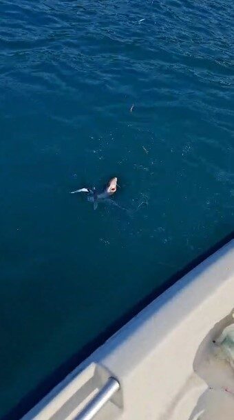 Trabzon’da denize açılan üç arkadaş, balık avı sırasında karşılaştıkları manzara