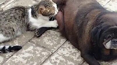 Erzurum’da bir köpeğin kediyi emzirdiği anlar vatandaşlar tarafından görüntülendi. Kedi