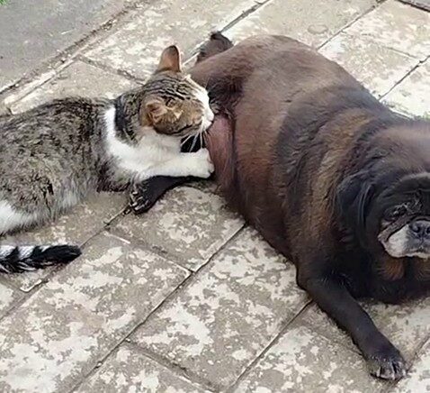 Erzurum’da bir köpeğin kediyi emzirdiği anlar vatandaşlar tarafından görüntülendi. Kedi