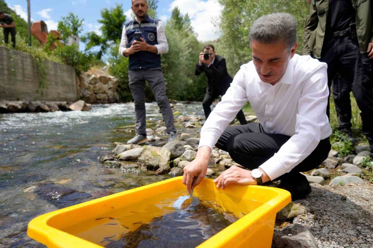 Torul ilçesindeki Çit Deresi mevkiinde 10 bin kırmızı benekli alabalık