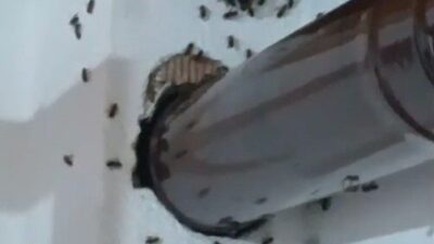 Gümüşhane’de bir evin içine giren arılar yuva yapınca aile arıcı