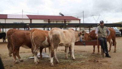 2025 yılı Kurban Bayramı dolayısıyla ülke genelinde artan hayvan hareketliliği