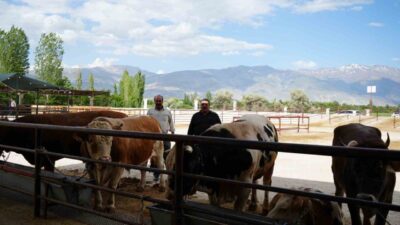 2025 yılı Kurban Bayramı dolayısıyla ülke genelinde artan hayvan hareketliliği