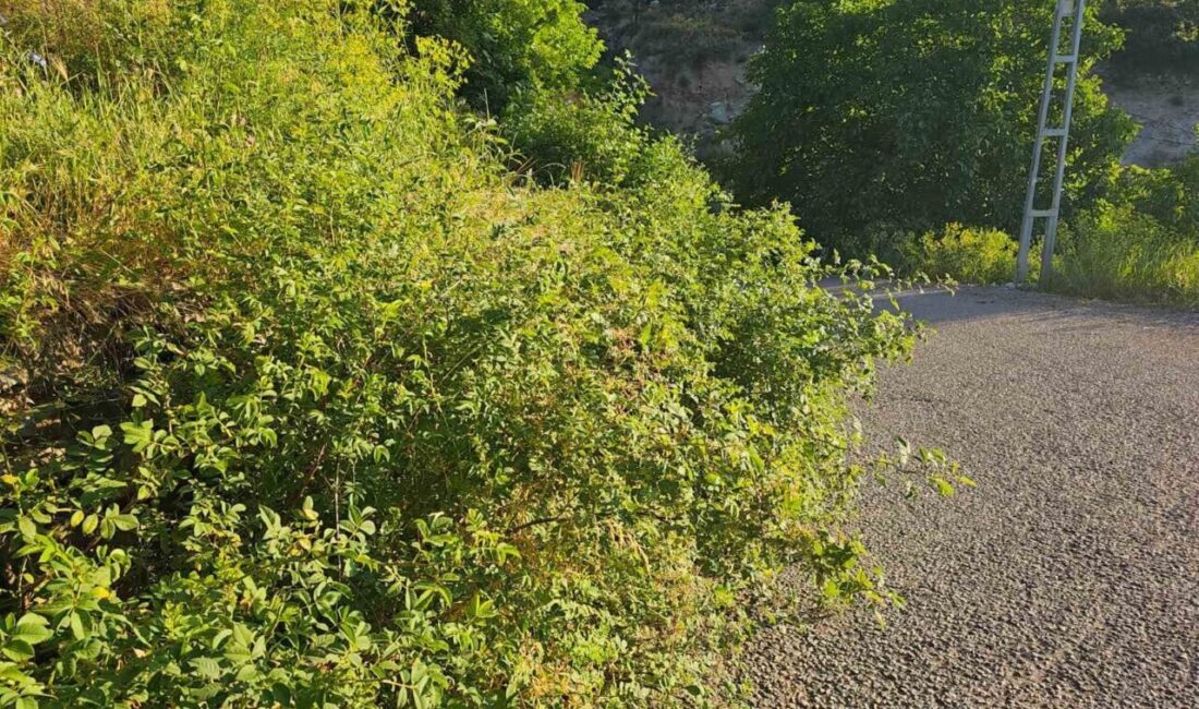Erzurum’un İspir ilçesinde yol kenarlarını kaplayan dikenler, ağaçlar ve otlar