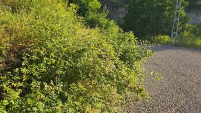 Erzurum’un İspir ilçesinde yol kenarlarını kaplayan dikenler, ağaçlar ve otlar