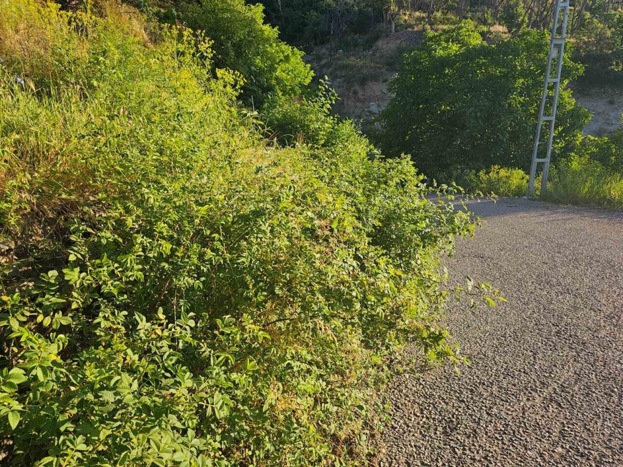 Erzurum’un İspir ilçesinde yol kenarlarını kaplayan dikenler, ağaçlar ve otlar