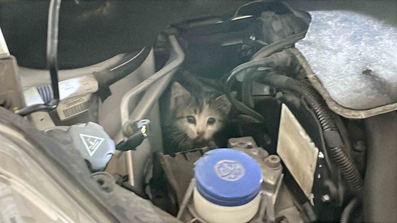 Sivas’ta aracından gelen sesi fark eden vatandaş, itfaiye istasyonuna gelerek