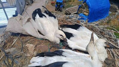 Erzurum’da boynuna poşet dolanan leyleği, itfaiye personeli gerekli müdahaleyi yaparak