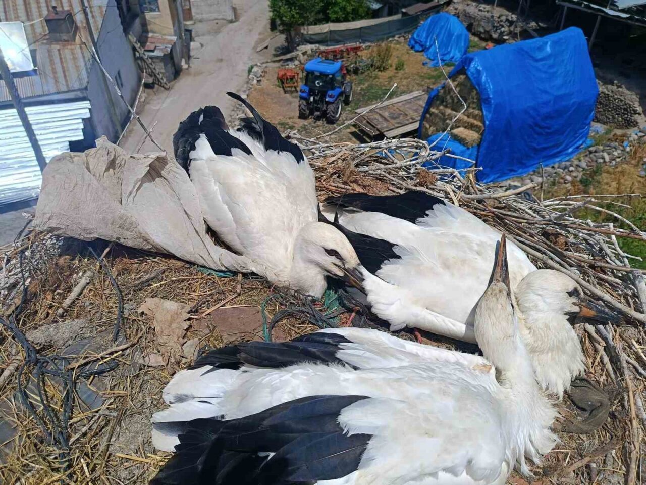 Erzurum’da boynuna poşet dolanan leyleği, itfaiye personeli gerekli müdahaleyi yaparak