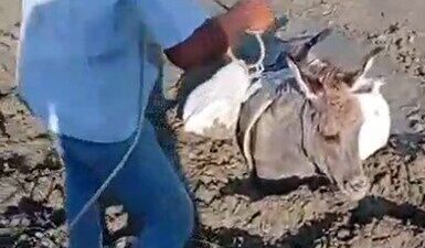 Kars’ta çamura saplanan eşeği, vatandaşlar kurtardı. Kars’ın Akyaka ilçesine bağlı