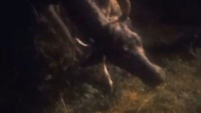 Kars’ta sarp arazide otlarken kayalıklardan düşen 1 inek , Özel