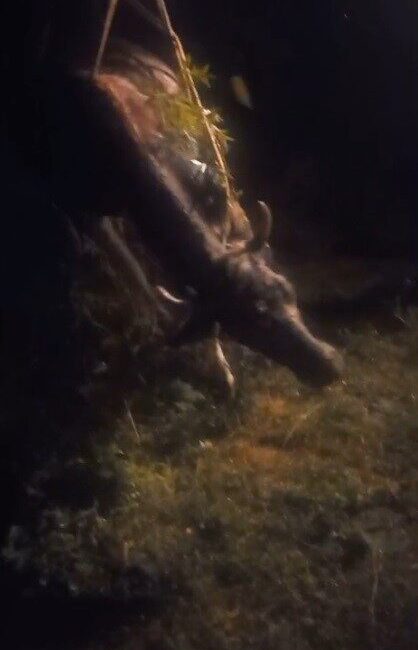 Kars’ta sarp arazide otlarken kayalıklardan düşen 1 inek , Özel